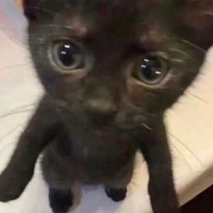 Meet your Posher, Cool